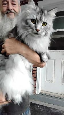Maine coon mix kittens for sale - Photo 5