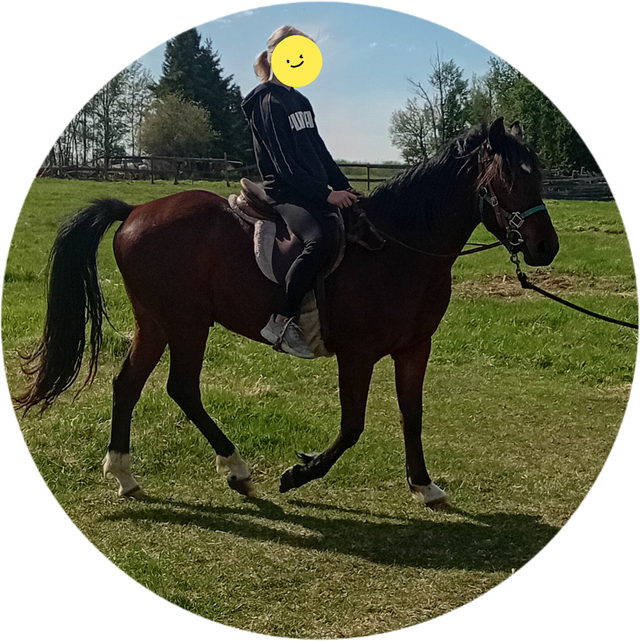 3 yr old, Green broke Gelding