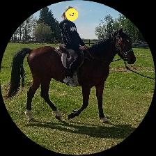 3 yr old, Green broke Gelding