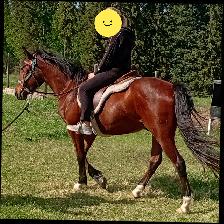 3 yr old, Green broke Gelding - Photo 2