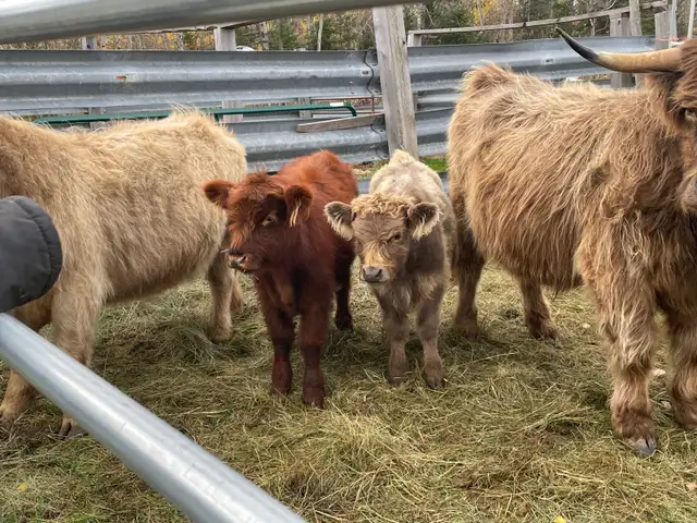 Hyland Cattle