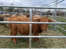 Hyland Cattle - Photo 2