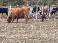 Hyland Cattle - Photo 3