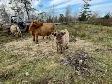 Hyland Cattle - Photo 4
