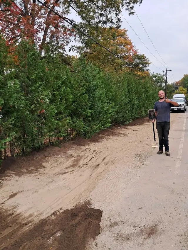 Cedar Hedges Installed