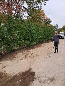 Cedar Hedges Installed