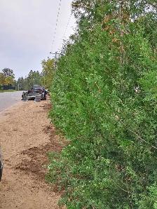 Cedar Hedges Installed - Photo 2
