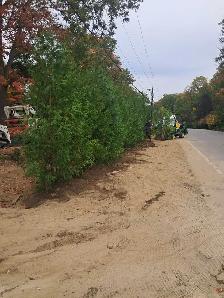 Cedar Hedges Installed - Photo 3