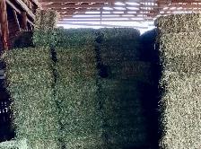 Hay for Sale