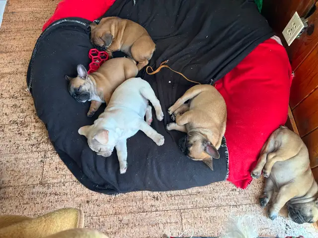 French bulldog puppies.