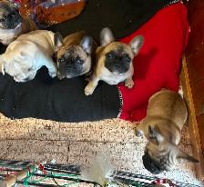French bulldog puppies. - Photo 2