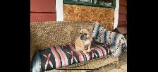 French bulldog puppies. - Photo 3