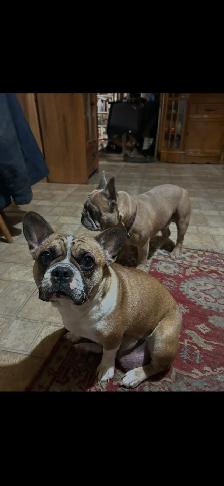 French bulldog puppies. - Photo 4