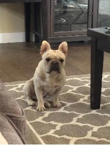 French bulldog puppies. - Photo 5