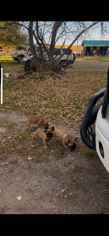 French bulldog puppies. - Photo 6