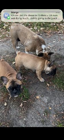 French bulldog puppies. - Photo 7