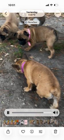 French bulldog puppies. - Photo 8