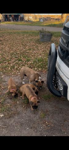 French bulldog puppies. - Photo 9