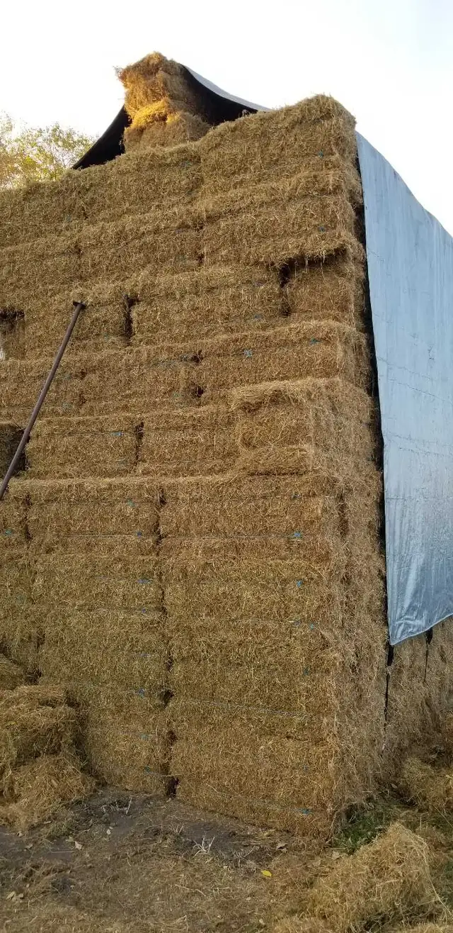 Flax Straw bales near Stonewall