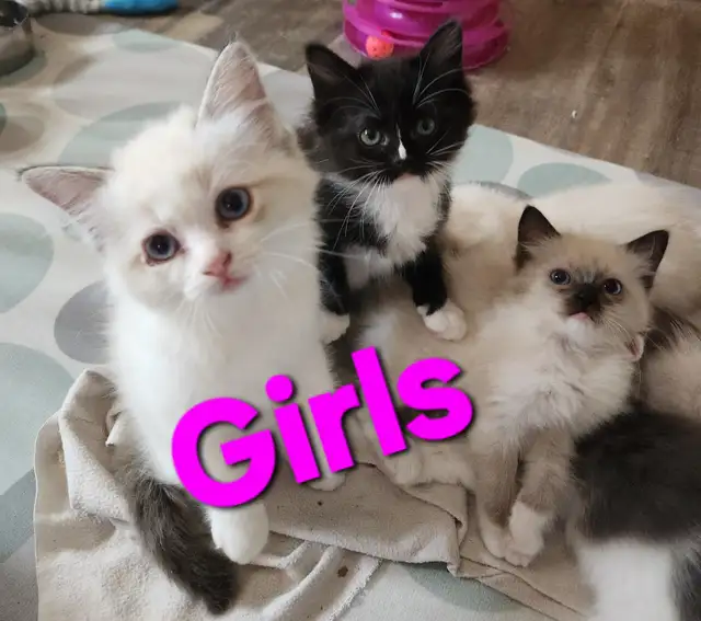 Ragdoll Kittens