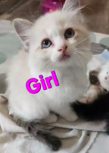 Ragdoll Kittens - Photo 5