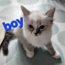 Ragdoll Kittens - Photo 6
