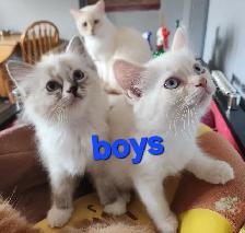 Ragdoll Kittens - Photo 7