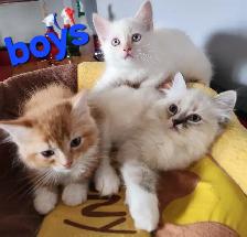 Ragdoll Kittens - Photo 8