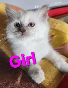 Ragdoll Kittens - Photo 10