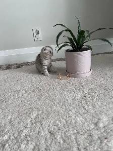 Scottish fold and straight kitten - Photo 3