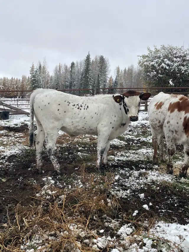 longhorn calves for sale