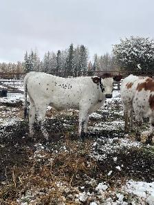 longhorn calves for sale