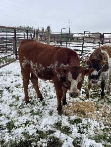 longhorn calves for sale - Photo 2