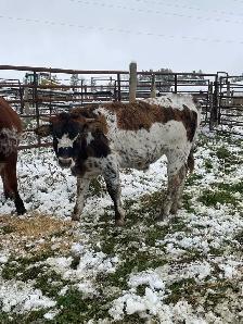 longhorn calves for sale - Photo 3