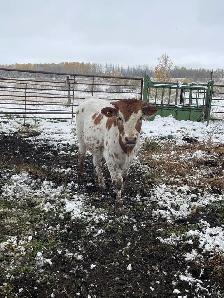 longhorn calves for sale - Photo 4