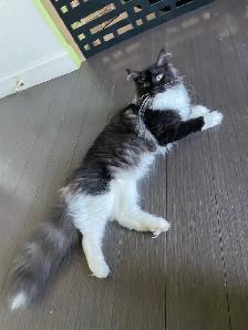 femelles maines coon - Photo 3