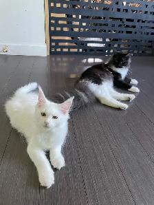 femelles maines coon - Photo 4