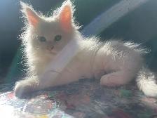 femelles maines coon - Photo 5