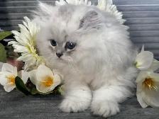 Chatons persans et himalayens - Photo 2
