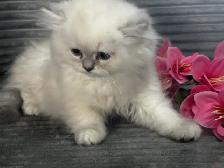 Chatons persans et himalayens - Photo 7