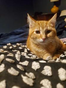 2 male kittens $100 for pair - Photo 2
