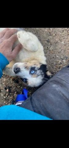 Heeler/ Aussie x Husky puppies