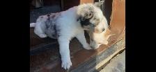 Heeler/ Aussie x Husky puppies - Photo 2