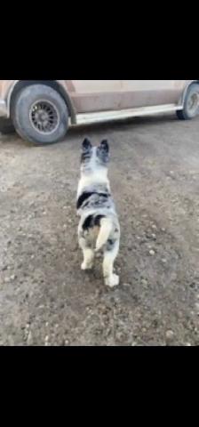Heeler/ Aussie x Husky puppies - Photo 3