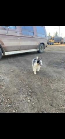 Heeler/ Aussie x Husky puppies - Photo 4