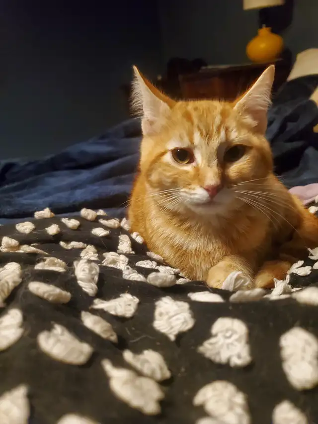 Two male tabby kittens $100 for pair