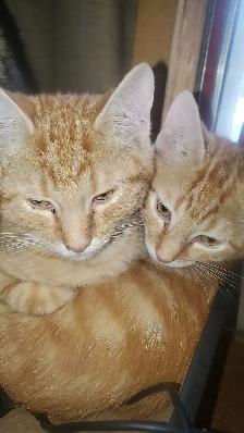 Two male tabby kittens $100 for pair - Photo 3