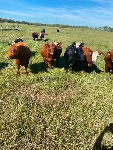 Bred Heifers for Sale