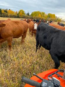 Bred Heifers for Sale - Photo 2
