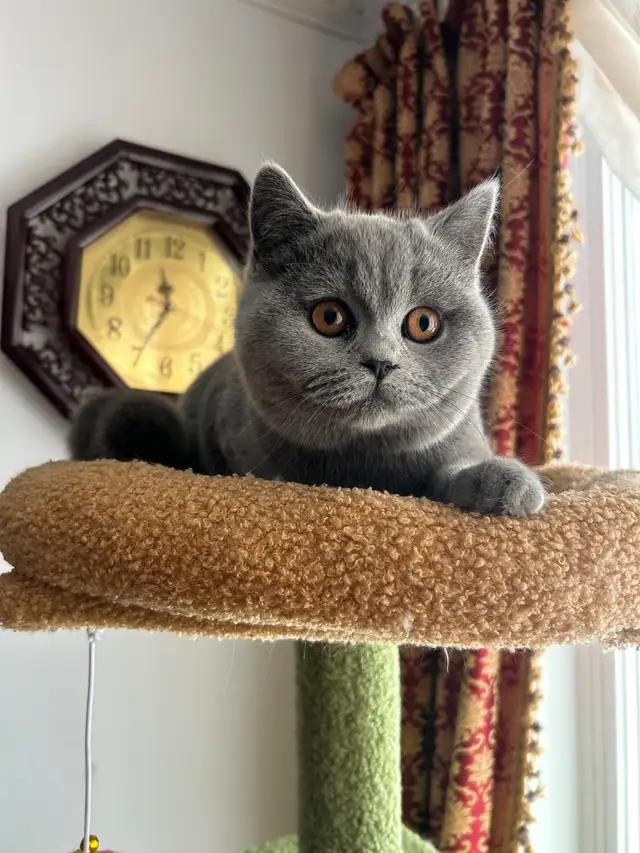 Scottish Straight and Scottish fold kittens CCA/AFC registered
